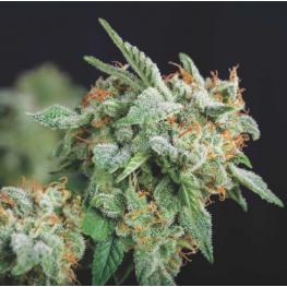 Northern Lights x Runtz (x5)